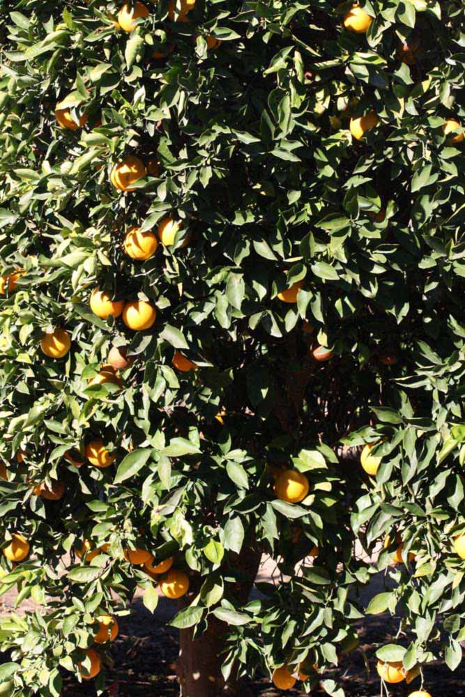            Habit (Riverside, CA)   